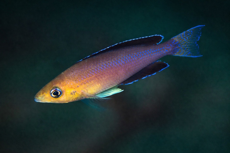 Cyprichromis sp. 'leptosoma jumbo' Mamalesa